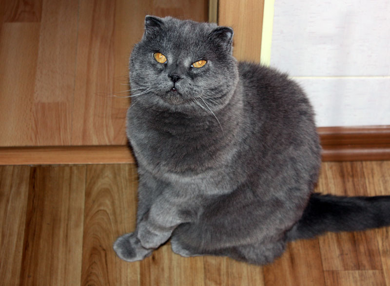 Кот_Тимофей
