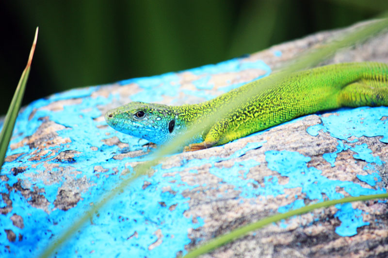 yastheritsa-hameleon