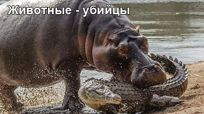 begemot-1