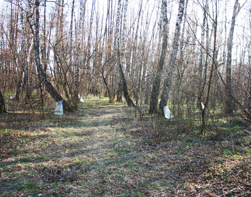 sbor-berezovogo-soka