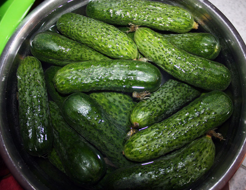 ogurci