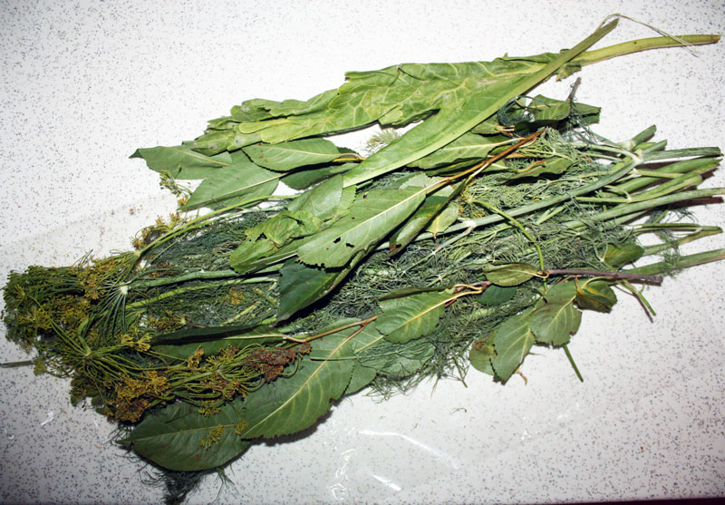 specii-dlya-ogurcov