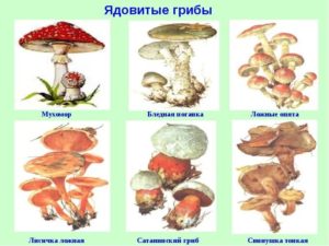 Плакат ядовитые грибы