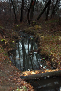 Вонючка с черной водой