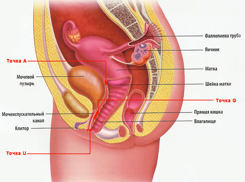 Точки-G-U-A у женщины
