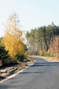 Дорога_в_Терешках