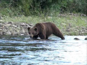 Медведь на водопое
