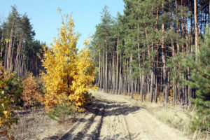 Полтавский_лес