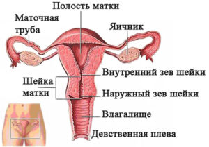 Внутренние_половые_органы_женщины