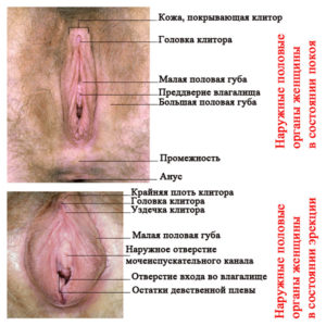 Наружные_половые_органы_женщины