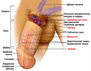 Наружные_половые_органы_мужчины