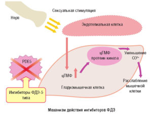 Механизм_действия_ФДЭ-5