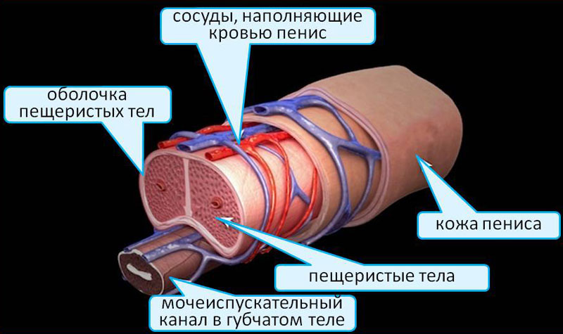 Эрекция_пениса