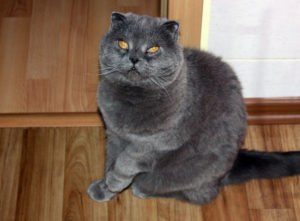 Кот_Тимофей_фото
