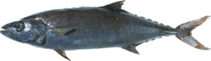 Escolar-maslyanaya