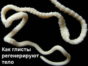 bichiy-cepen-1