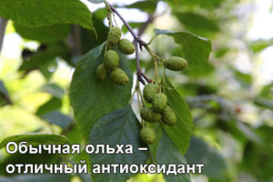 olhovaya-sereshka-1
