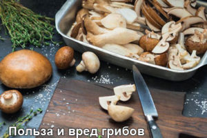 polza-i-vred-gribov-1