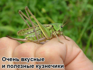 sarantcha-1