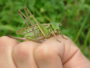 sarantcha