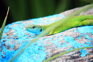 yastheritsa-hameleon