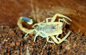 ZHeltyj-skorpion-Leiurus-quinquestriatus-