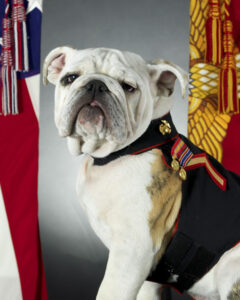 angliyskiy-buldog-chesti-XIV