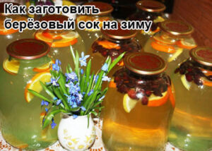 berezoviy-sok-1