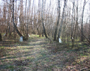 sbor-berezovogo-soka