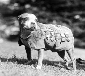 serjant-stubby-usa