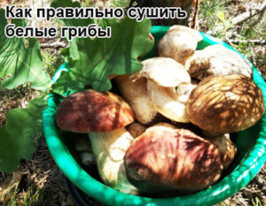 sushka-belih-gribov