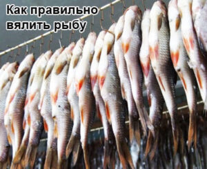 vyalenie-riby